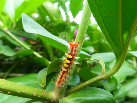 Close-up of orange Caterpillar climbing up on the Green Branchの写真素材