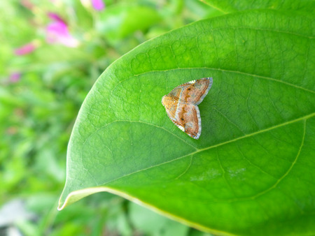 One little brown butterfly on the bright green leaf, close-upの写真素材