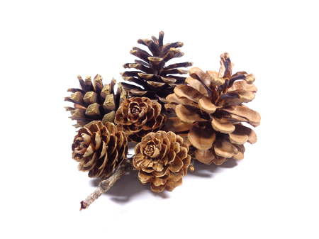 Close-up of six natural dry pine cones isolated on white backgroundの写真素材