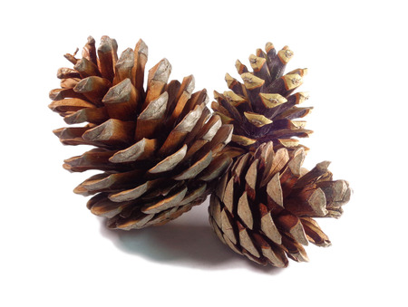 Three natural dry pine cones isolated on white background, close-upの写真素材