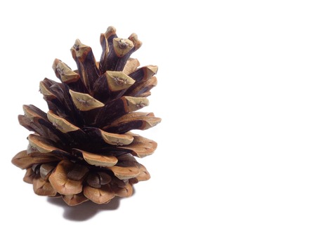 Close-up of one big natural dry pine cone isolated on white backgroundの写真素材