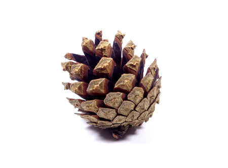 Close-up of one natural dry pine cone isolated on white backgroundの写真素材