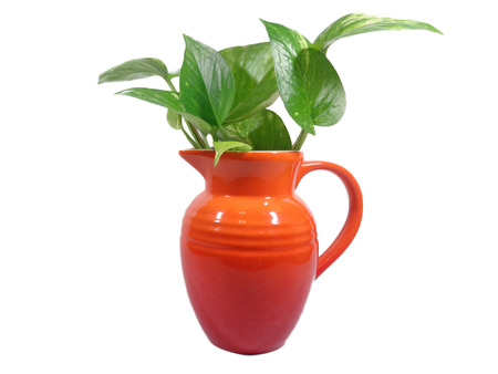 Close-up of green leaves in one bright red jug isolated on white backgroundの写真素材