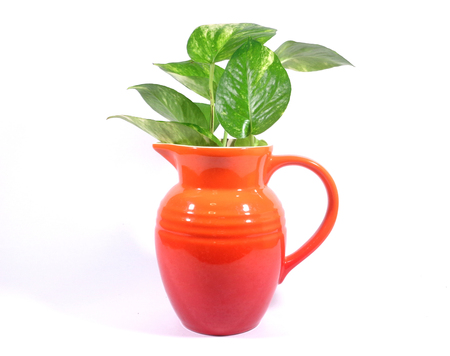 One orange jug with green leaves isolated on white background, close-upの写真素材