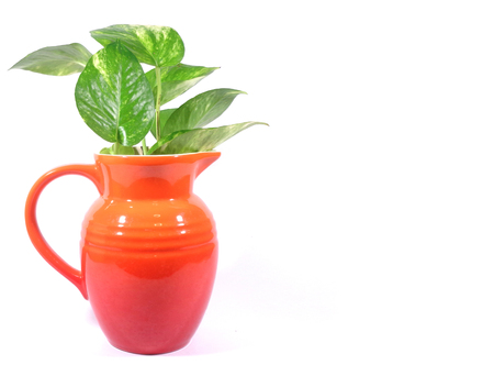 Close-up of bright orange jug with green leaves isolated on white backgroundの写真素材