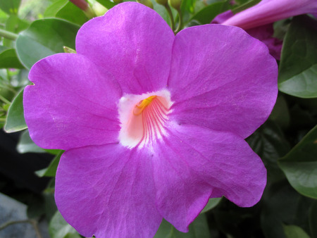 Close-up of one blooming bright purple flower among the green leavesの写真素材