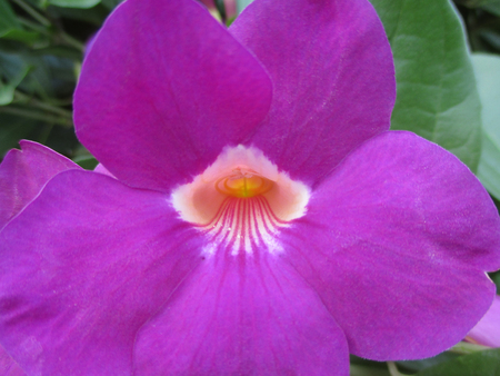 Close-up of the petals and pollen of one blooming bright purple flower, backgroundの写真素材