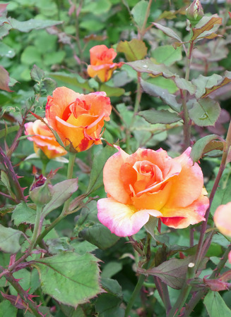 Blooming many orange and pink roses on the green bushの写真素材