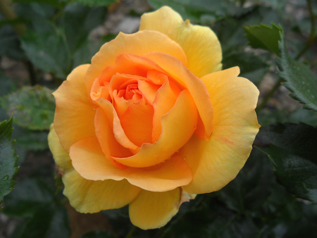 Close-up of one blooming Yellow Rose on the Green Leavesの写真素材
