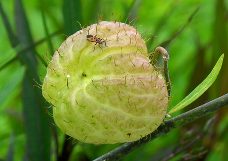 Little bug on a light green tropical wild fruitの写真素材