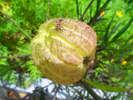 Little orange bug on a light green tropical wild fruitの写真素材