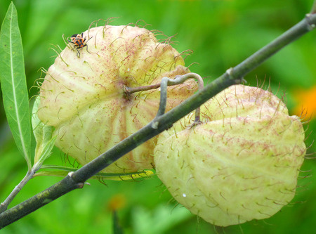 Two light green tropical wild fruits with a little beetleの写真素材