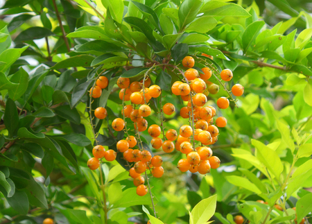 Bunch of orange color wild tropical fruitの写真素材