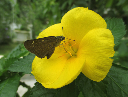 Dark brown color butterfly on a bright yellow blooming flowerの写真素材