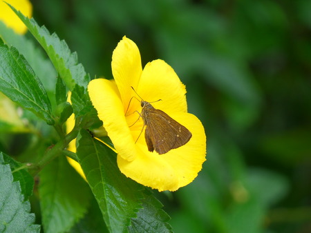 Brown butterfly on a vivid yellow blooming flowerの写真素材