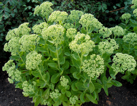 Bush of Bright Green Flower Buds and Leavesの写真素材
