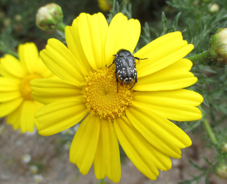 White Dots Black Beetle on a Vivid Yellow Blooming Flowerの写真素材