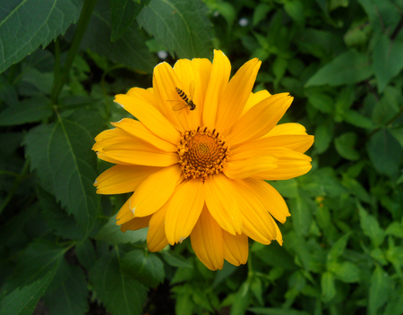 One little bee on a blooming bright orange color flowerの写真素材