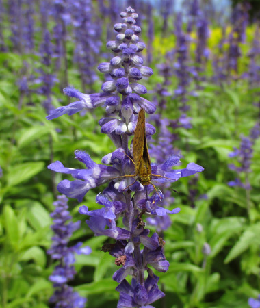 Bright Purple lavenders with a Brown Butterfly in the Green Fieldの写真素材