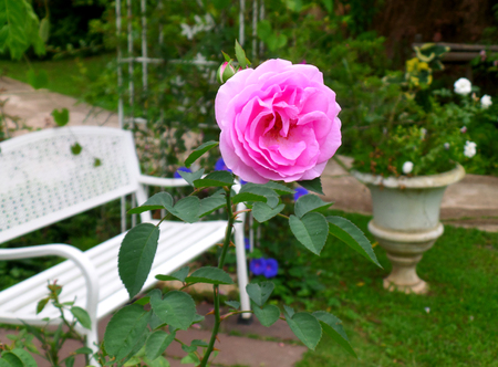 One bright pink blooming rose at the relaxing corner of the backyardの写真素材