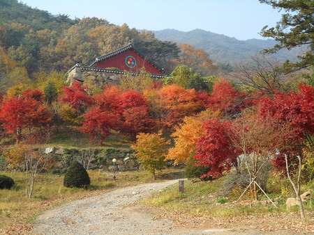 Beautiful fall foliage along the walkway leads up to the temple, South Koreaの写真素材