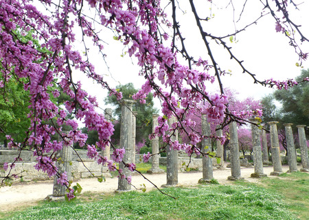 Olympia Archaeological Site with Beautiful Pink Blooming Flowers, Greeceの写真素材