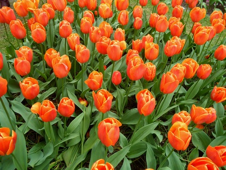 Uncountable Vibrant Orange Color Tulips Blooming in the Gardensの写真素材