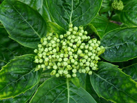 Light green flower buds of Hydrangea on dark green leaves