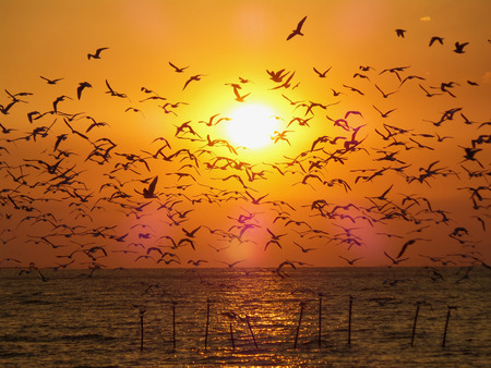 Breathtaking View of Uncountable Flying Seagulls Against the Golden Morning Sun over the Sea, Thailandの写真素材