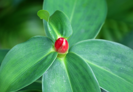 Closed up Red Ginger or Alpinia Purpurata flower bud on the green leaves, Thailand