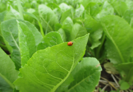 One red ladybug walking on the vibrant green vegetable leaf with morning dew, close-up