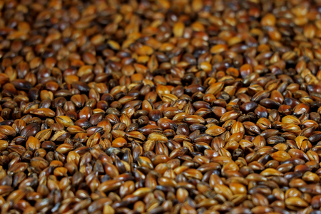 Closed up Brown Color Roasted Barley for Brewing Tea, Backgroundの写真素材