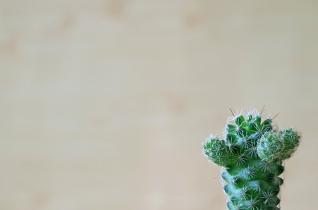 One Cute Vibrant Green Mini Cactus Plantsの写真素材