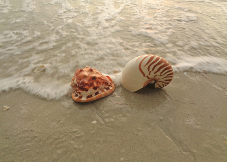 Natural Nautilus and King Helmet Conch Seashells on the beach crashing by the wave, Thailand