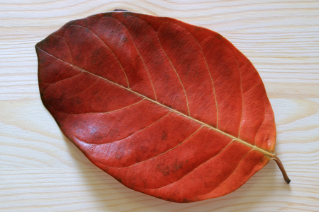 Closed up texture and pattern of red color fallen dry leaf on a wooden tableの写真素材