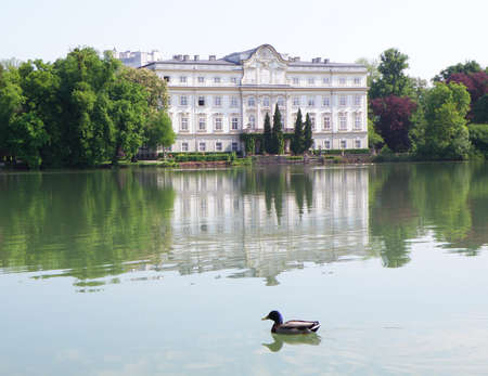 Mallard Duck Relaxing on Lake Leopoldskroner Weiher, Salzburg, Austriaの写真素材