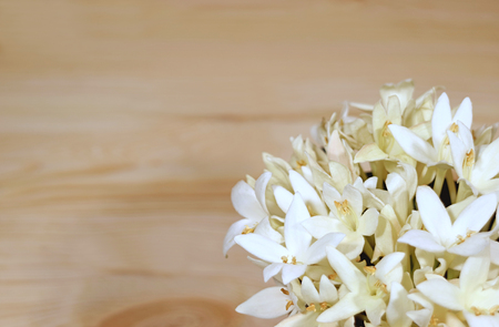 Bunch of beautiful white Millingtonia flowers on light brown wooden table, with free space for text and designの写真素材