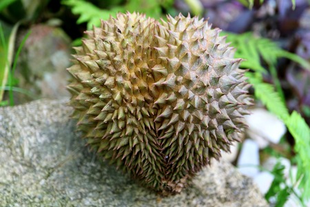 Heart shape Durian fruit on a rock in the countryside gardenの写真素材
