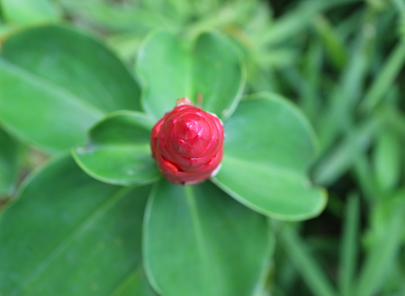Top View of Red Ginger or Alpinia Purpurata flower bud on the green leavesの写真素材