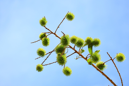 Vibrant Green Young Rambutan Fruits on the tree against Bright Blue Sunny Sky in Thailandの写真素材