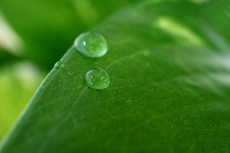 Macro shot of water droplets on the vibrant green leaf, with selective focus