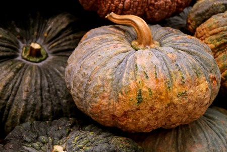 Bright two-tone color pumpkin among dark color others