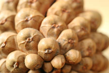 Closed up the bottom's unique texture of dry pine cone, with selective focusの写真素材
