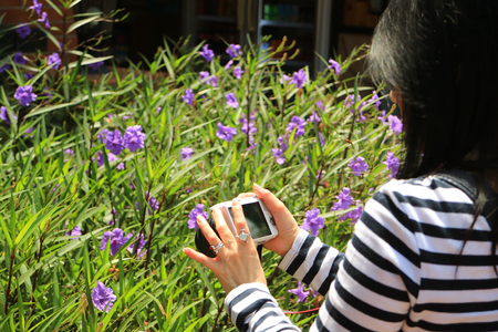 Woman taking picture of purple Mexican Petunia flowers in the garden, blurred backgroundの写真素材