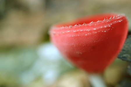 Close-up of Champagne Glass Mushroom or Red Cup Fungi in the Rain Forest of Thailand, Blurred Backgroundの写真素材