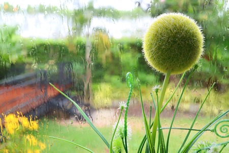 Green plants against window glass with raindrops, blurred garden in backgroundの写真素材