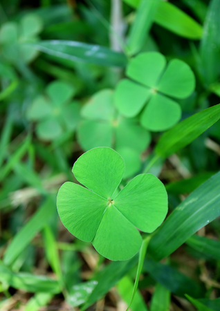Vertical Photo of Four-leaf Clover Fern Plants, Blurred Background, Vertical Photo