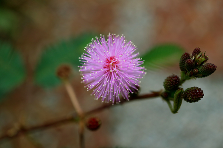 Closed Up of a Blooming Fluffy Pink Wild Flower, Selective Focus and Blurred Backgroundの写真素材