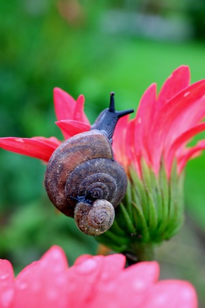 Mother snail carrying baby snail on her shell climbing on a vivid pink flower with blurred green field in backgroundの写真素材