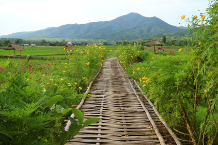 Bamboo Walkway on Vibrant Green Plantation and Paddy Field in Nan Province of Thailandの写真素材